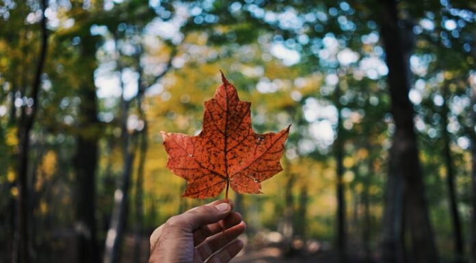 Canada heropent in september grenzen voor volledig gevaccineerde Europese toeristen