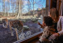 Vlamingen grootste fans van verblijven in Pairi Daiza Resort